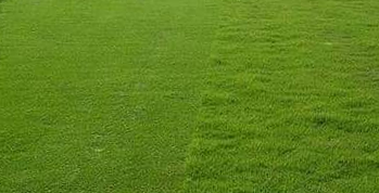 American grass