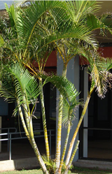 Areca Palm