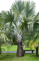Bismarck Palm