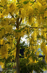 cassia fistula