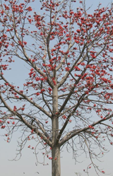 ceiba