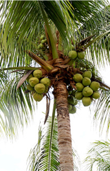 Fan Palm
