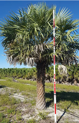 Copernicia Palm