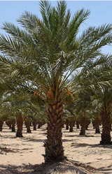 Date Palm