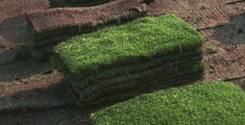 Dhaka grass