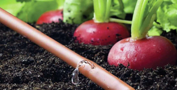 drip irrigation