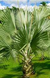 Coconut Palm