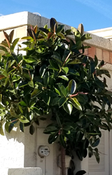 ficus elastica