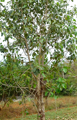 flocculus banyan