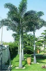 Foxtail Palm