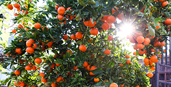 Fruit Trees