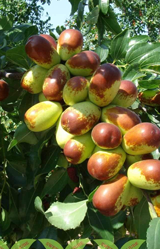 jujube