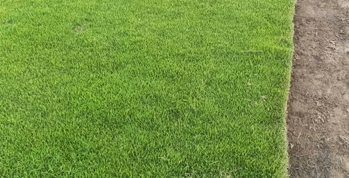 Korean Grass