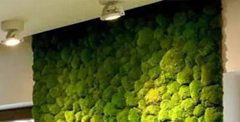 Moss Walls