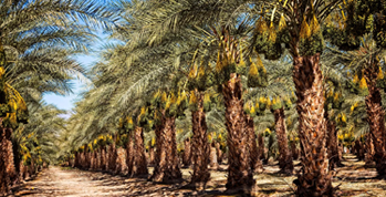 Palm Trees