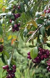 plum