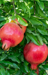 pomegranate