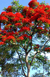 Royal poinciana