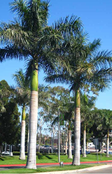Roystonea  Regia