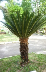 Sago Cycas
