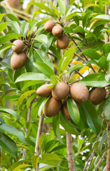 sapodilla