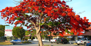 Shade Trees