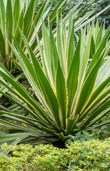 sisal hemp