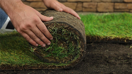 SOD Grass