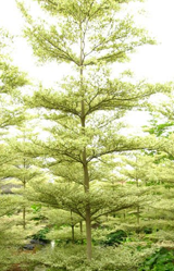 terminalia catappa