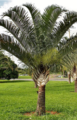 Triangle Palm