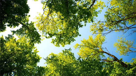 Trees
