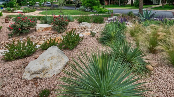 xeriscaping